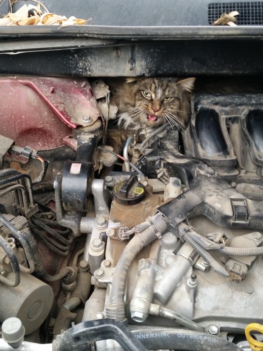 Cat OK after stuck in truck engine on 2hour drive